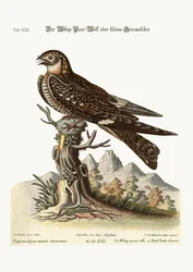 Der Whip-Poor-Will oder kleinere Ziegenmelker, 1749-73